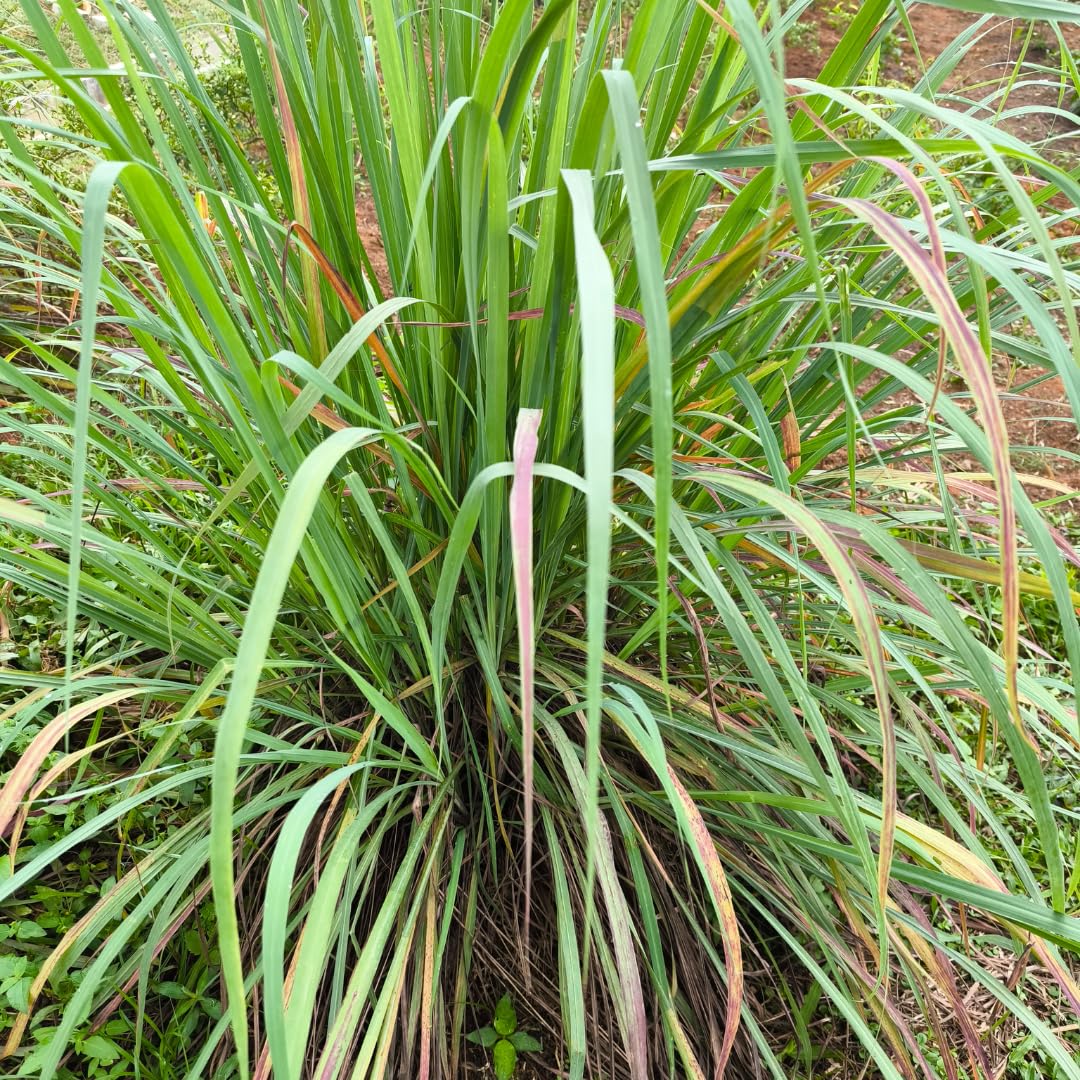 Lemongrass Herb Live Plant, Culinary Garden Herb, 4-7 Inch Tall