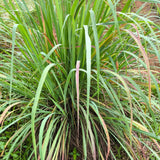 Lemongrass Herb Live Plant, Culinary Garden Herb, 4-7 Inch Tall