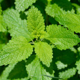 Lemon Balm Mint Live Plant, Herb Seedling Plant, 4-6 Inch Tall, 4 Inch Pot