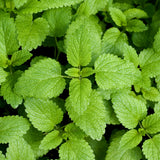 Lemon Balm Herb Live Plant, Herb Seedling Plant, 4-6 Inch Tall, 4 Inch Pot