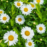 White Daisy Plant Live, Flowering Plant, 3-5 Inch Tall, 3 Inch Pot