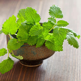 Lemon Balm Mint Live Plant, Herb Seedling Plant, 4-6 Inch Tall, 4 Inch Pot