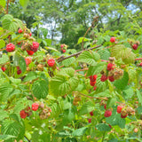 Red Raspberry Live Plant, Edible Berry Plant, 3-5 Inch Tall, 4 Inch Pot