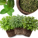6 Mojito Mint Plants Live, Fragrant Culinary Herb, 3-6 Inch Tall