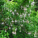 Light Pink Fuchsia Live Plant in 5 Inch Pot - 3-6 Inch Tall