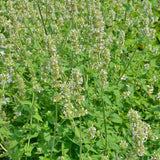 Lemon Balm Mint Live Plant, Herb Seedling Plant, 4-6 Inch Tall, 4 Inch Pot