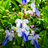 3 Mixed Clerodendrum Live Vines, Indoor Outdoor Plants, 5-10 Inches Tall