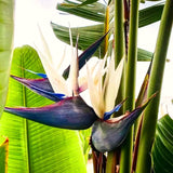 2 Live Strelitzia Reginae Plants, Mixed Bird Of Paradise, 4-8 Inches Tall
