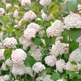 Live Japanese Snowball Viburnum Shrub, 8-10 Inch Potted Flower Bush Starter