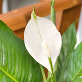 2 Live Green Peace Lily Plants, Indoor Decor For Home Or Office, 5-9 Inch