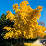 Live Ginkgo Biloba Tree Seedling, Yellow Shade Plant, 6-12 Inches Tall