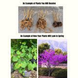 Live Eastern Redbud Tree, 6-12 Inch Plant For Fall, Winter Dormant Plant
