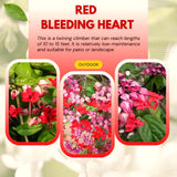 2 Live Clerodendrum Vines, Red Bleeding Heart Plants, 4-6 Inches Tall!