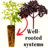 Live Black Elderberry Bush, Edible Berry Plant For Outdoors, 5-8 Inches