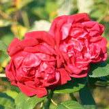 Live Red Rose Bush, Heirloom Fragrant Flower Plant, Rooted, 5-10 Inch Tall