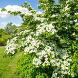 Kousa Dogwood Tree, White Flowers, Live Plant, 10-18 Inches, Quart Pot