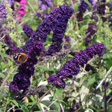 Dark Purple Buddleia Starter Shrub, 4 To 6 Inch Live Outdoor Garden Plant