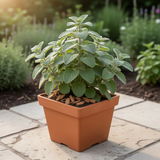 3 Cuban Oregano Live Plants, Green Culinary Herb For Gardens, 4-7 Inches