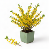 Live Forsythia Plant, Yellow Spring Blooms, 6-10 Inches, 4-Inch Pot Shrub
