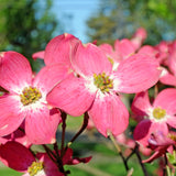 2 Live Pink Dogwood Trees, 6-12 Inches Tall, Ornamental, 2.5-Inch Pots