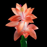 2 Live Salmon Christmas Cactus Plants, 4-7 Inch Indoor Houseplants, Decor