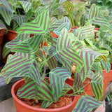 Live Christia Obcordata Butterfly Plant, 4-8 Inch Ornamental Foliage Decor