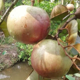 Live Star Apple Fruit Tree, 10-14 Inch Height In Half-Gallon Pot Plant