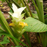 2 Live Yellow Turmeric Plants, 5-9 Inch Size For Outdoor Garden Planting