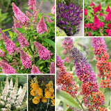 2 Butterfly Bush Starter Plants, Mixed Colors, Perennial Shrubs, 4-7 Inches