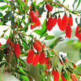 Goji Berry Live Fruit Plant, Half Gallon Pot, 8-12 Inches Tall, Outdoor