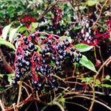 Live Black Elderberry Bush, 2-3 Ft Tall Perennial Shrub For Outdoor Gardens