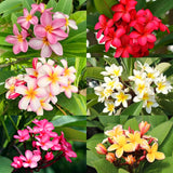 3 Plumeria Cuttings, Mixed Frangipani Varieties, Approximately 5-8 Inch