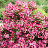Pink Weigela Shrub, 6-12 Inch Potted Live Sapling For Outdoor Garden Beds