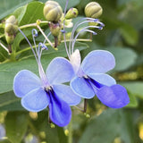 2 Blue Butterfly Clerodendrum Live Plants, Bell Flower Vine, Shade Garden