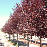 Live Red Chokecherry Berry Fruit Tree Plant, 8-14 Inches Tall, 2.5-Inch Pot