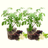 2 Live Black Elderberry Plants, 6-12 Inch Berry Shrubs For Home Gardens