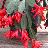 Live Red Easter Cactus Plant, 4-7 Inches, Indoor Spring Bloomer Display