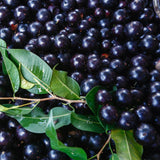 Live Jaboticaba Grape Fruit Tree Plant, 1 Ft Tall, Tropical Garden Tree