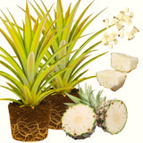 2 Live White Jade Pineapple Plants, 4-6 Inches, Tropical Indoor Outdoor