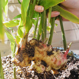 2 Live Ginger Plants, Zingiber Herb For Outdoor Planting, 5-8 Inches Tall