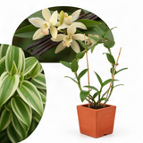 Live Variegated Vanilla Orchid Vine, 5-7 Inches Tall, Climbing Vine Plant