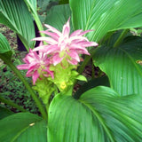 2 Live Curcuma Turmeric Ginger Plants, Hardy, 4-6 Inches Tall For Planting