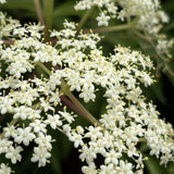 Live Black Elderberry Bush, 2-3 Ft Tall Perennial Shrub For Outdoor Gardens