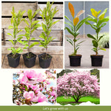 Live Saucer Magnolia Tree, Fragrant Blooms, 6-12 Inch Tall, 2.5-Inch Pot