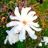 Cold Hardy Live Star Magnolia Flower Tree, 6-12 Inch Landscape Garden Plant