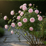 Live Pink Climbing Rose Plant, 5-9 Inch Starter For Landscape Garden Areas