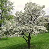 White Flowering Dogwood Tree, 6-12 Inches Tall, Home Garden, 4-Inch Pot