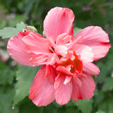 Live Red Rose Of Sharon Bush, 6-14 Inch Potted Purple Hibiscus Garden Shrub