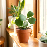 Rare Live Hoya Kerrii Houseplant, Heart-Shaped Green Leaves, 5-7 Inch Tall