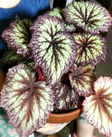 2 Live Fire Begonia Maculata Plants, Angel Wing, Polka Dot, 5-9 Inches